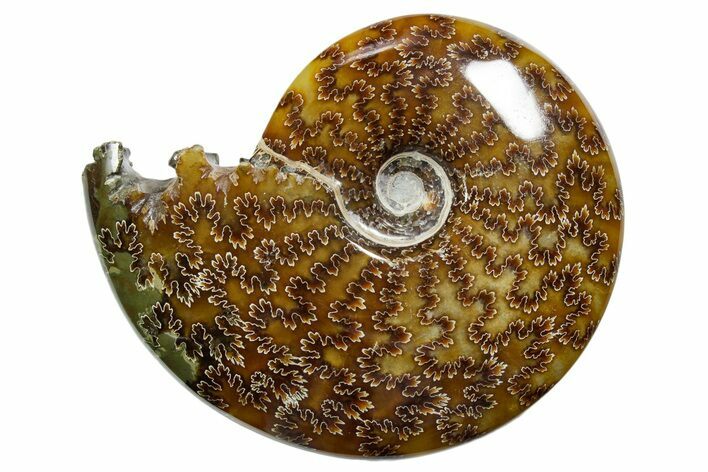 Polished Ammonite (Cleoniceras) Fossil - Madagascar #352363